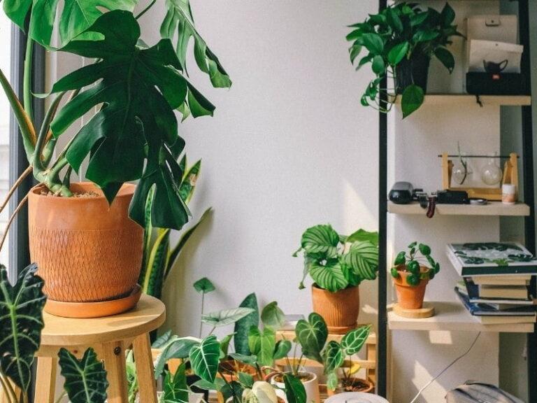 Imagem de um ambiente interno com plantas