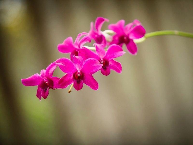 Imagem de orchid flowers