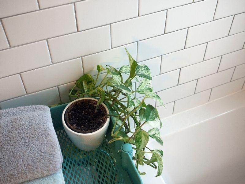 Imagem em destaque de um espaço do banheiro contendo uma planta pequena
