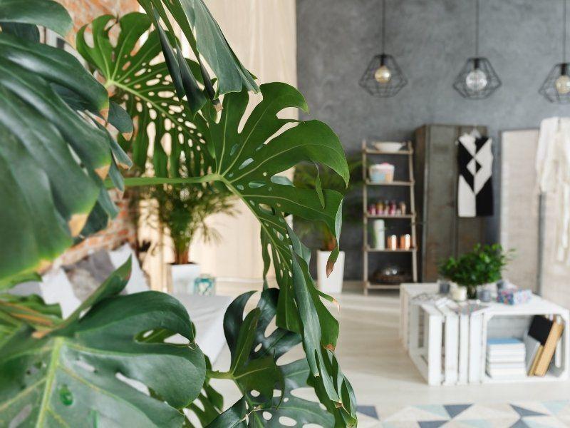 Imagem de um ambiente interno decorado com plantas