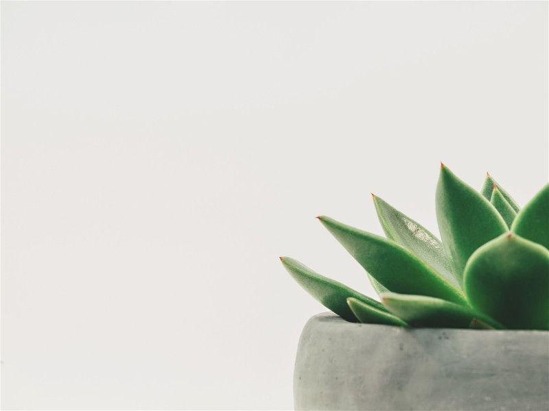 Imagem em destaque de um vaso de planta