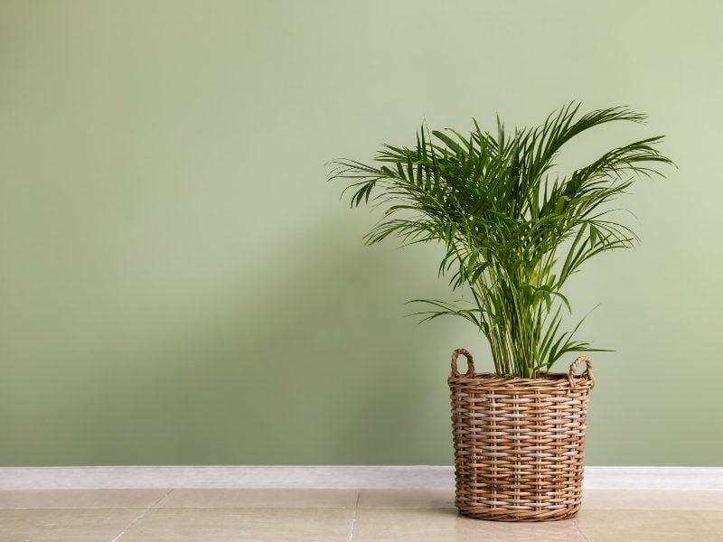 Ambiente com parede na cor verde e vaso de planta no canto