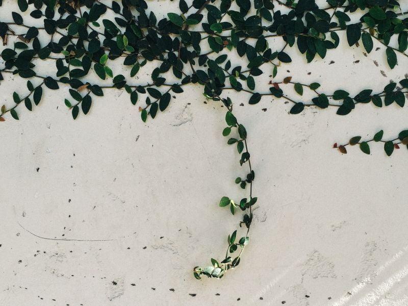 Imagem de uma parede decorada com trepadeiras plantas falsas