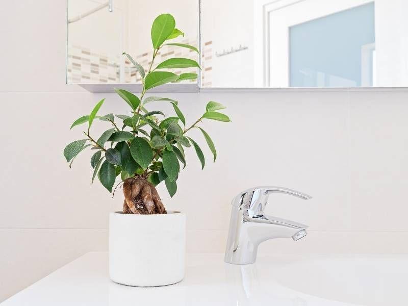 Imagem de banheiro decorado com plantas