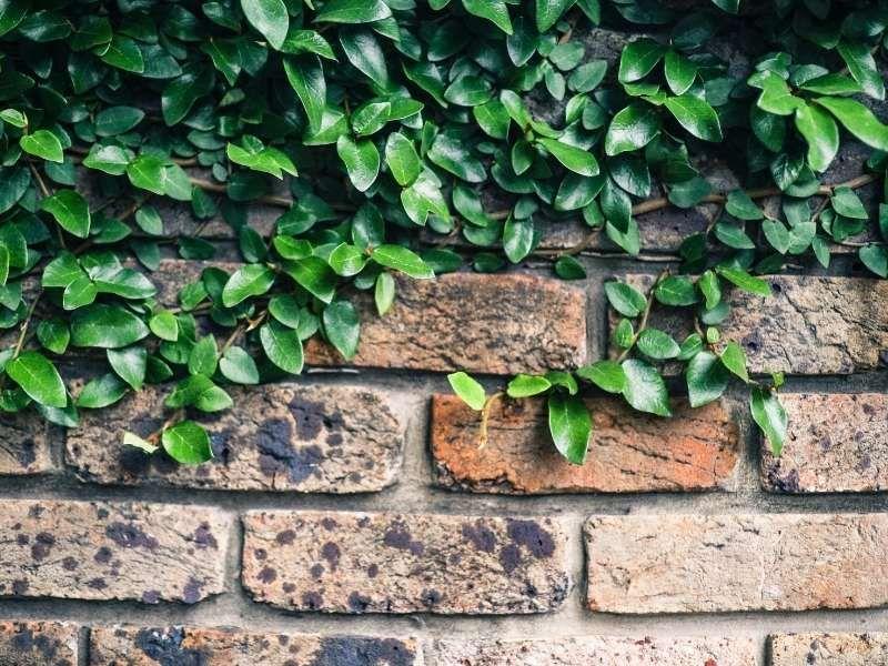 Muro de tijolos com plantas
