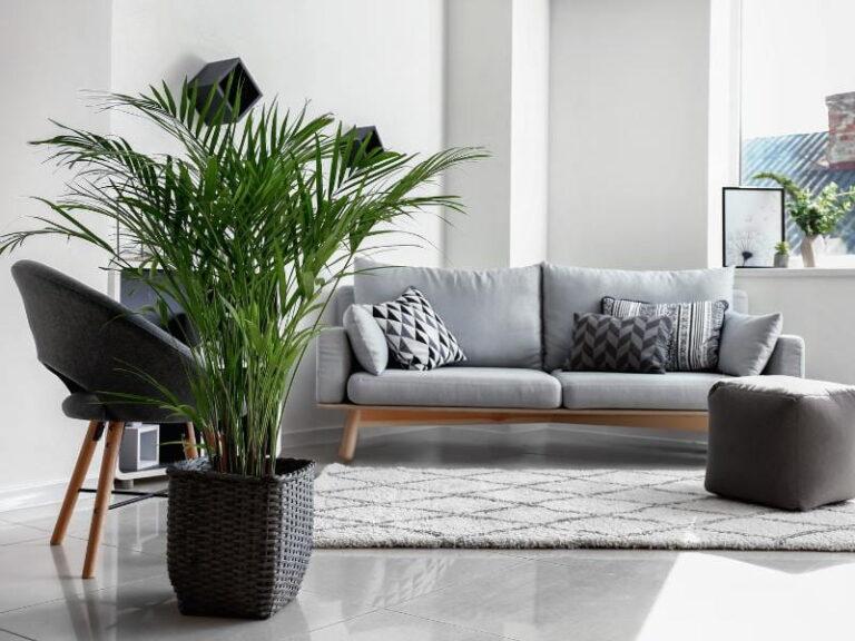 sala decorada com uma planta e sofá