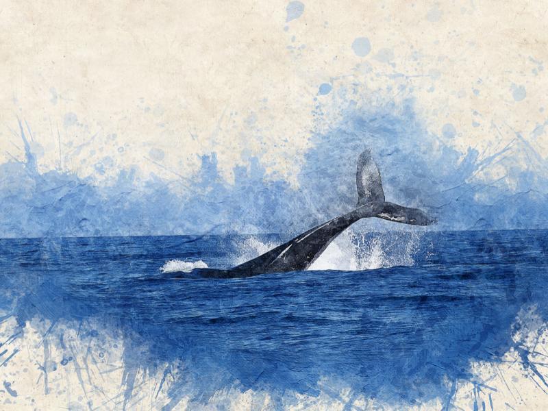 quadro de baleia