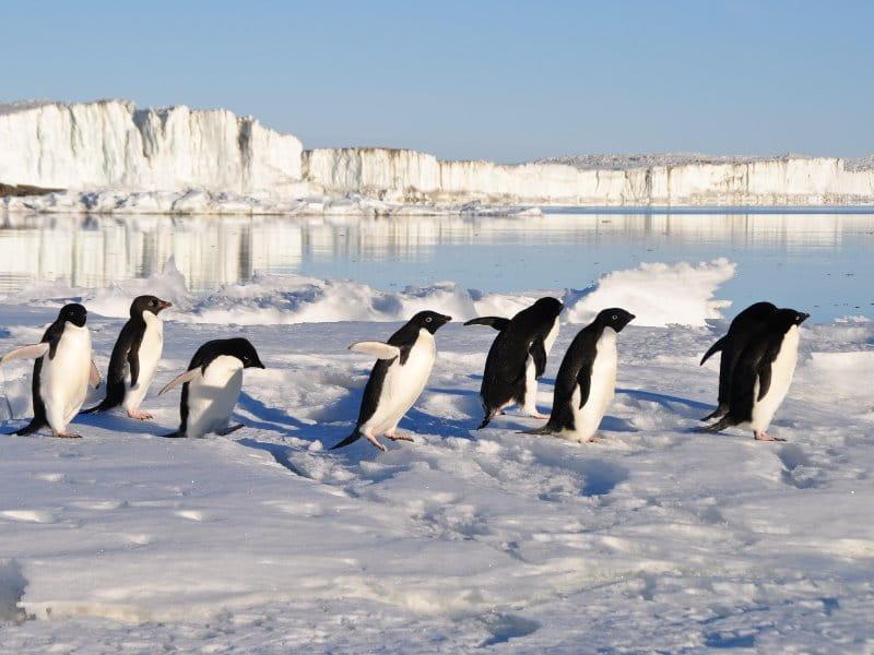 pinguins sobre um bloco de gelo