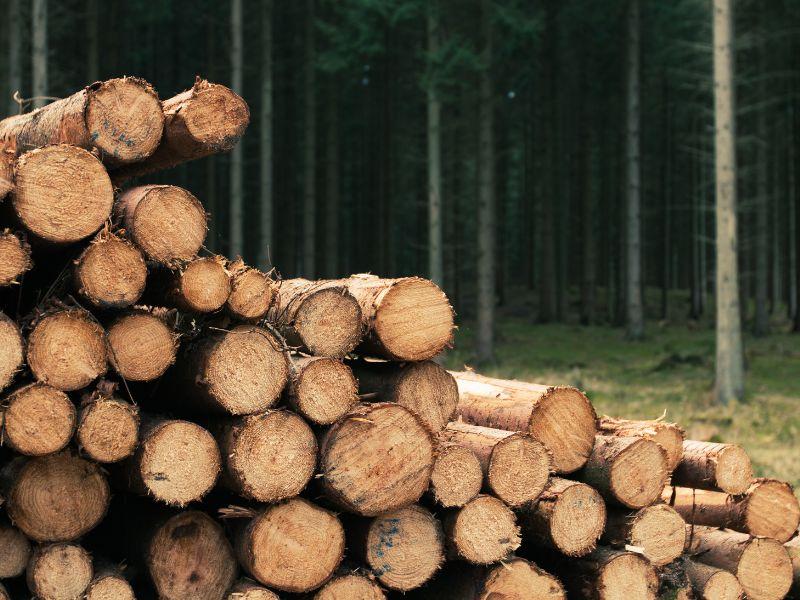 troncos de madeira cortados