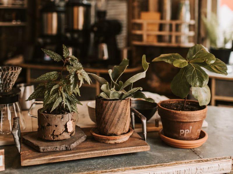 vasos de planta em madeira 