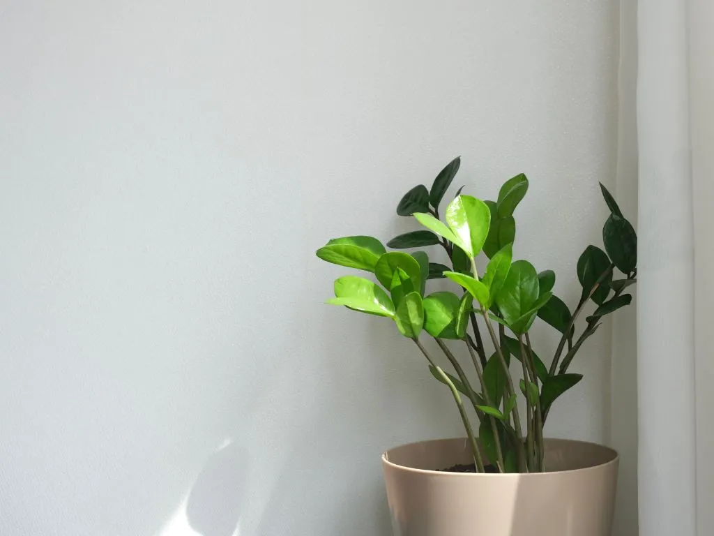 Plantas em ambientes fechados