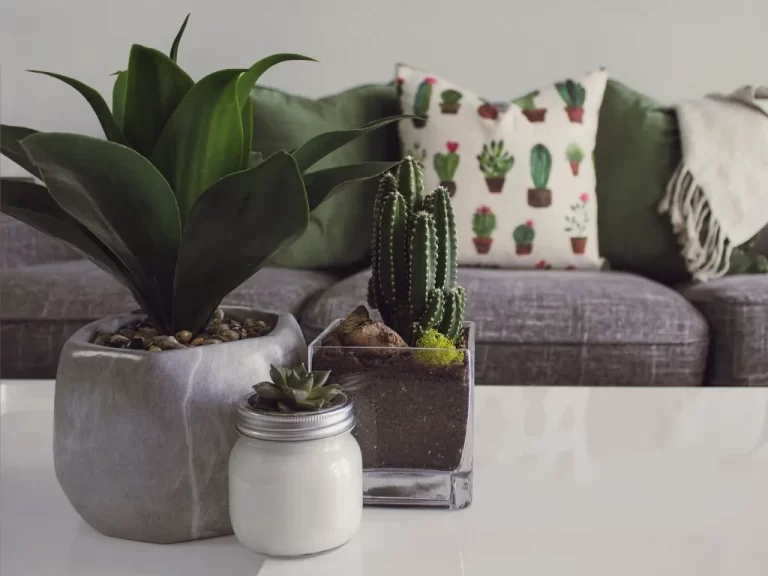 Plantas em ambientes fechados